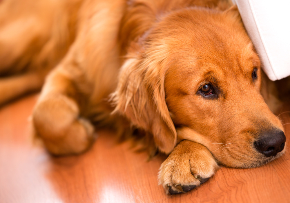 Beautiful dog at home looking very bored