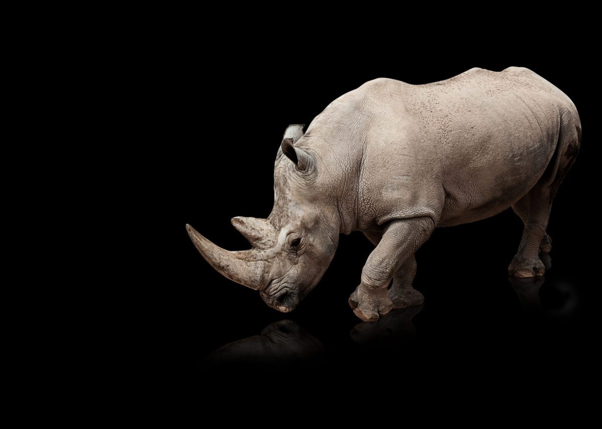Grey rhinos
