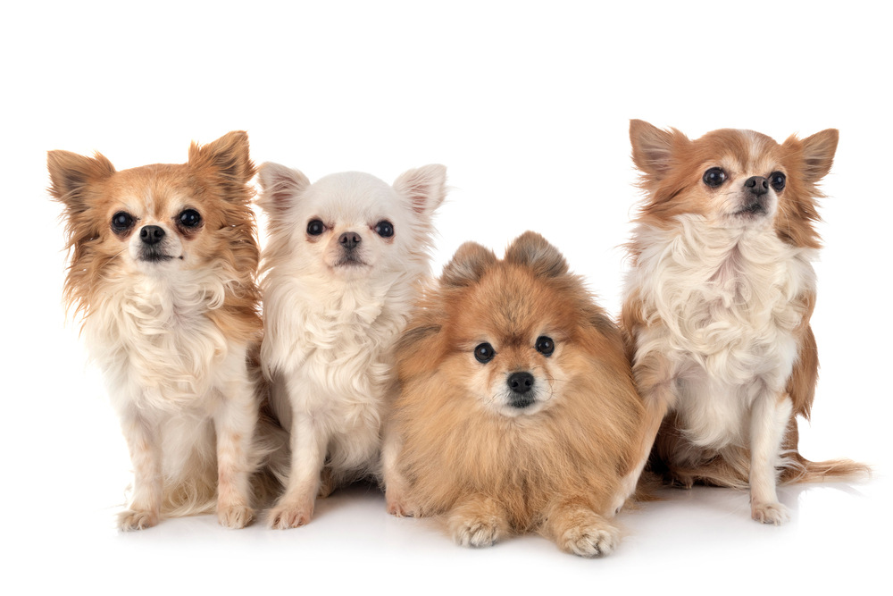Petco reports strong sales, thanks to pandemic puppy love